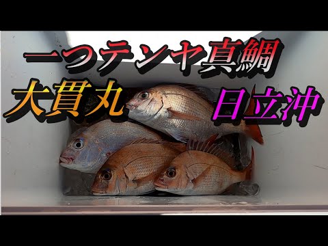 一つテンヤ真鯛 釣り 船釣り 日立沖 大貫丸  真鯛の三段引きに大興奮