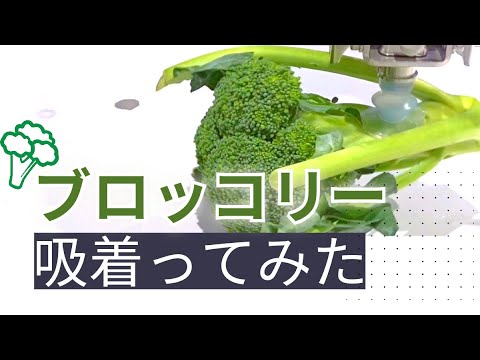 【吸着ってみた】ブロッコリー【コンバム】