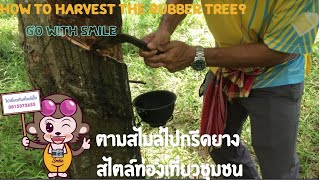 ท่องเที่ยวชุมชนบางโรง l How amazing rubber tree is?? /Rubber tree plantation farm in Phuket