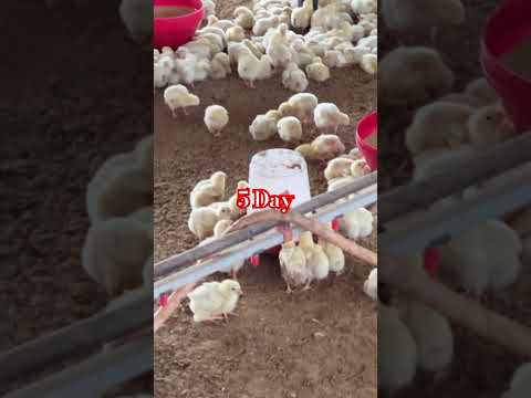 5Day old #funny #animals #chicken #cartoon #puzzle #trendingvideo #poultry #farming #chicksfarming