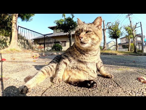 A fat cat poses defenselessly in front of a human and cleans its hair.