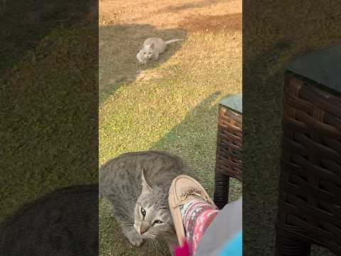 Adorable kitten wants company #catshorts #catvideos #kitten