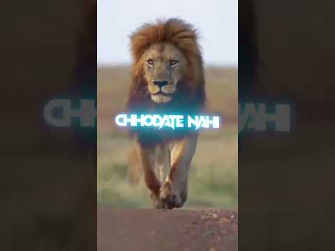 Lion Attitude shayari status Shayari status Attitude shayari #youtubeshorts#viral#shayari#shorts