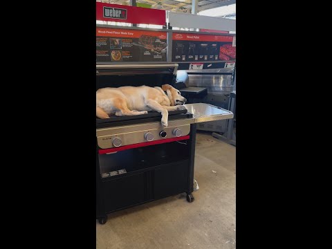 My dog has narcolepsy - Home Dept Edition