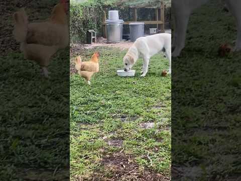 Dog drinks the chickens water.#summer #diy #chicken #homestead #eggs #hen #crazy #dog #water