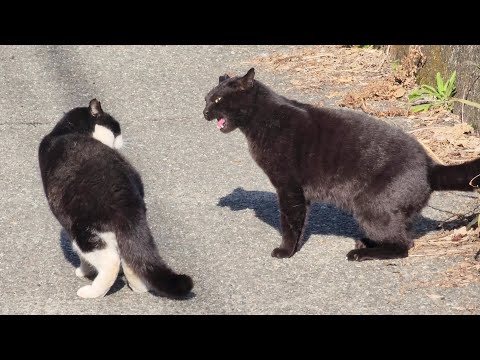 I mediated the fight between the black cat and the tuxedo cat.