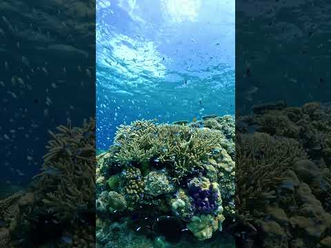 【水中スローモーション映像】#渡嘉敷島 #沖縄 #水中映像#highspeedvideo #slowmotion #underwater #coralreef #okinawa #tokashiki