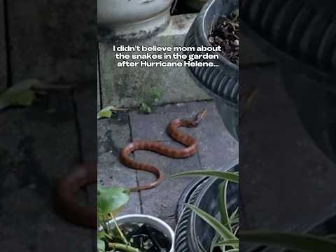 Mom is always right…there are more snakes in the garden after Hurricane Helene! 🐍 #snake #hurricane