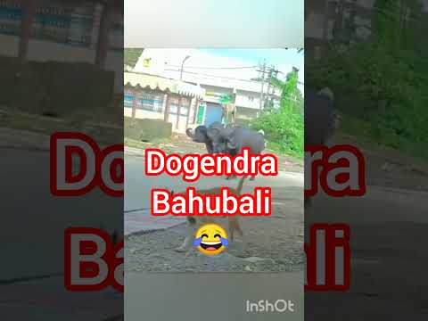 BAHUBALI FUNNY ENTRY😂#trending #bahubali #entry #funnydogs #south #gajab