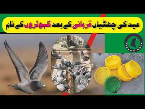 Breeding Session Close 2023-2024 | Cage Cleaning | Waleed Loft Pigeon Collection