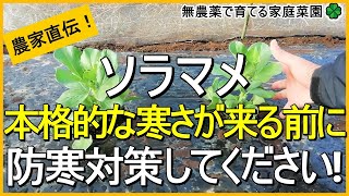 【そら豆栽培】大苗になった時の対処法も解説！今から始める防風・防寒対策【有機農家直伝！無農薬で育てる家庭菜園】　22/12/8