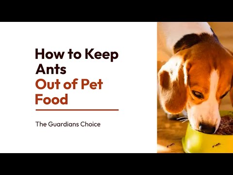 3 Ways to Keep Ants Out of Pet Food | How to Keep Ants Out of Pet Food | The Guardian's Choice