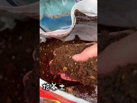 【多肉植物】多肉の土すべて見せます！