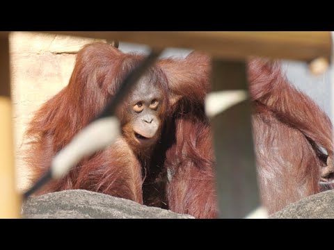 Jurry doesn't get angry when Loki takes her favorite food 　Tama Zoo Orangutan 202412