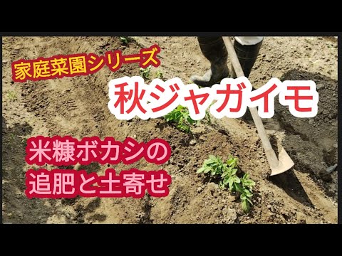 【秋ジャガイモ】米糠ボカシの追肥と土寄せのタイミング【家庭菜園シリーズ】