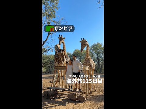 【ザンビア①】キリンと遭遇 ビクトリアの滝から首都ルサカに到着 (アメリカ大陸＆アフリカ大陸 縦横断125日目)