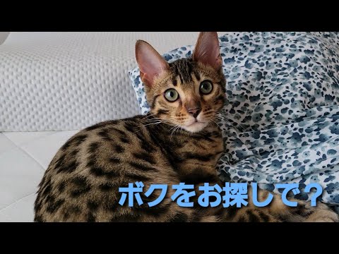 ただくつろいでいる姿で癒しをくれるベンガルの子猫