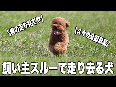 大好きな飼い主をスルーして知らないおじさんについていく唐揚げ【トイプードル】