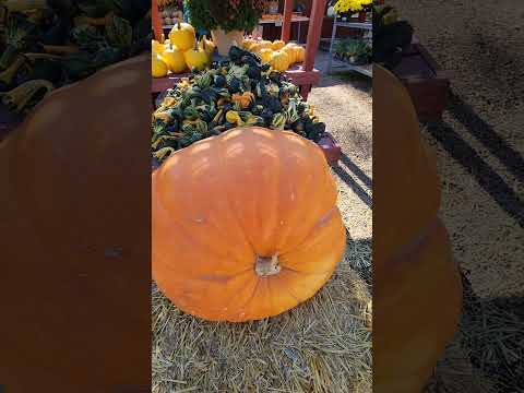 Wow big pumpkin! Pumpkins everywhere! #holloween #pumpkinpatch #pumpkins #fallseason #fallfestival