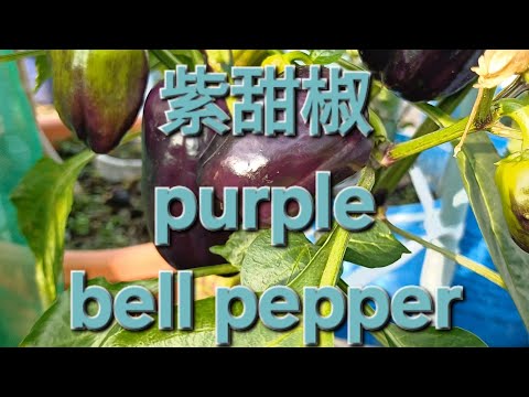 紫甜椒 purple bell pepper