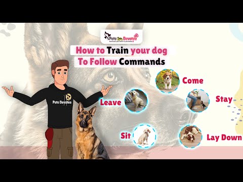 Must-Know Tips to Train Your Dog to Obey Any Command!