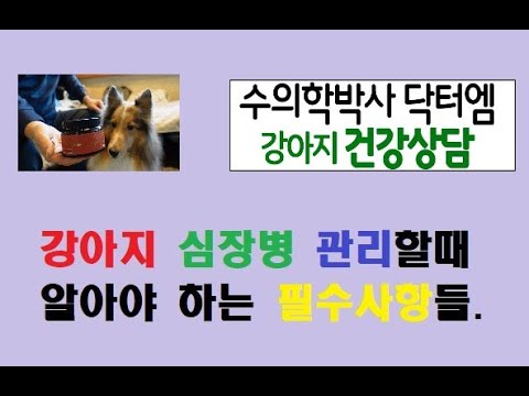 강아지 심장병 관리시 꼭 알아둬야 하는 심장약, 심장영양제 사용법