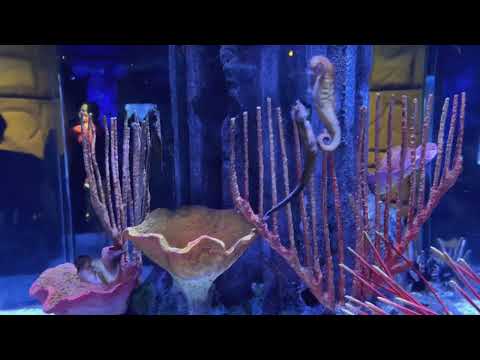 Sea Life Bangkok Ocean World สยามพารากอน