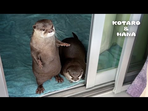 Otters Jump with Joy Welcoming Dad Home from Trip