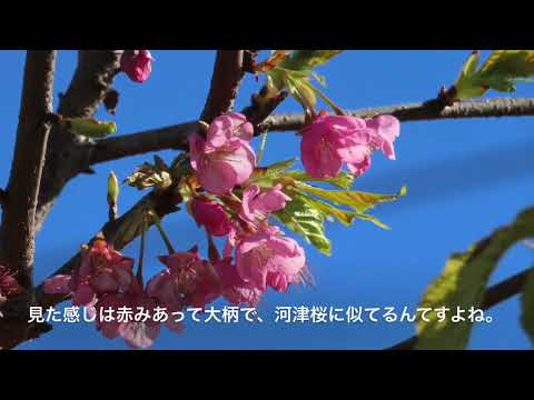 河津正月桜を求めて。土肥桜、宇久須の桜を観てついに河津入り。真っ先に目指したのは以前見当をつけていた早咲きの桜。しかしここにもまた衝撃の事実が。