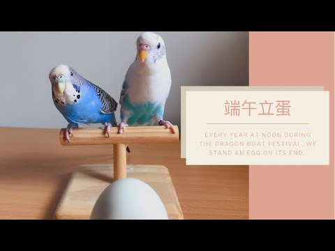 17｜鸚鵡日常｜端午立蛋🥚｜虎皮鸚鵡Budgie Vlog