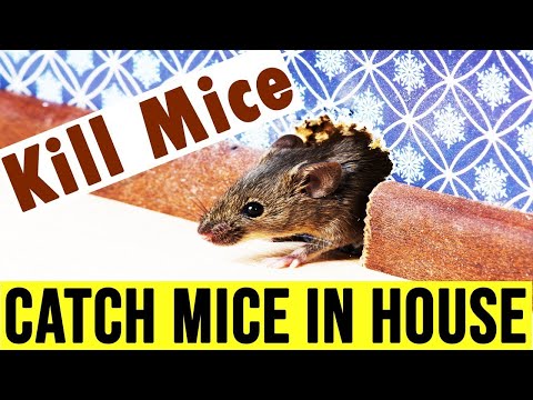 How to Get Rid of Mice Naturally | Do You Get Rid of Mouse in House.