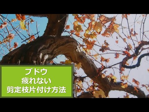 【ブドウ】【シャインマスカット】効率の良い剪定枝の片付け方