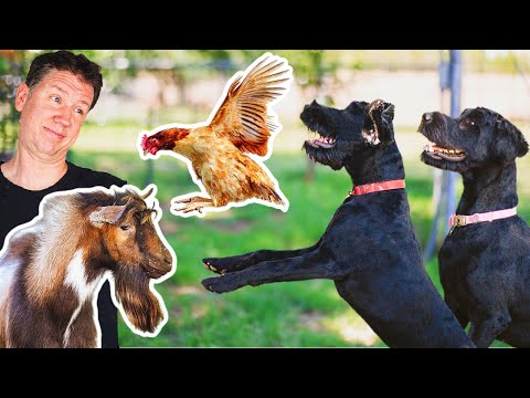 The trick to making a DOG CHICKEN-SAFE 👍🏻