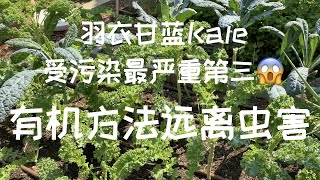 【有机防虫除虫】让你的羽衣甘蓝Kale远离虫害｜健康零污染羽衣甘蓝Kale种植｜Kale Pest Control Organically