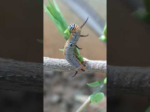 #youtubeshorts #insects #naturelovers #natural