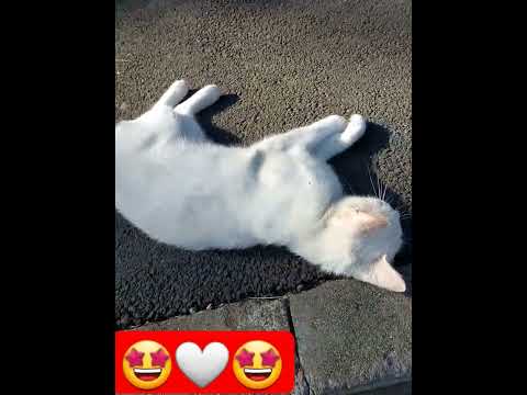 pisica alba #shorts #beautiful #adorable #white #whitecat #cat #pisică #pisik ♥️♥️♥️♥️🌍🌍🌍♥️♥️♥️