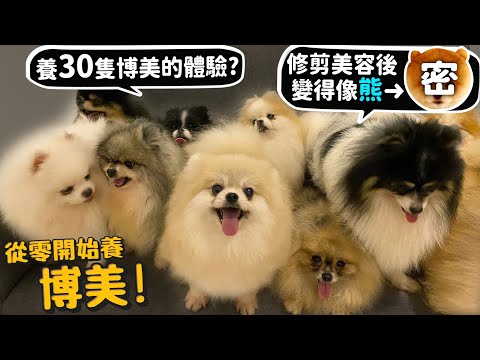 【從零開始養】博美!養30隻博美!叫得出名字?修剪後美容後變得像熊?都市型寵物?腳趾細得跟人類小拇指一樣?【許伯簡芝】Pomeranian狐狸犬家族