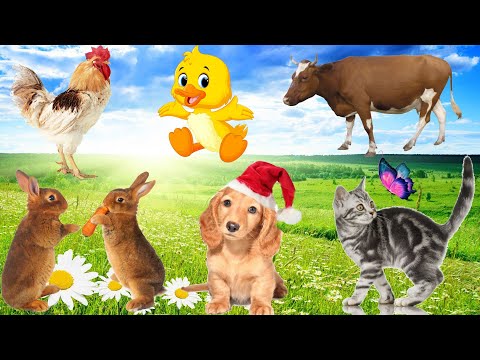 When Animals Cooperate: Dogs, Cats, Chickens, Ducks and Rabbits in Daily Life