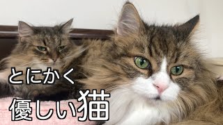 他の生物にも優しい猫【ノルウェージャンフォレストキャット】