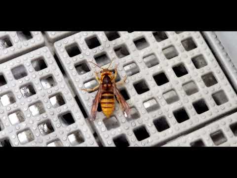 Is it the most dangerous bee in Japan?