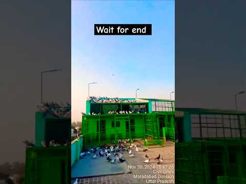 3:47 Aya Kabootar #pigeon #shortvideo #shorts #viralvideo