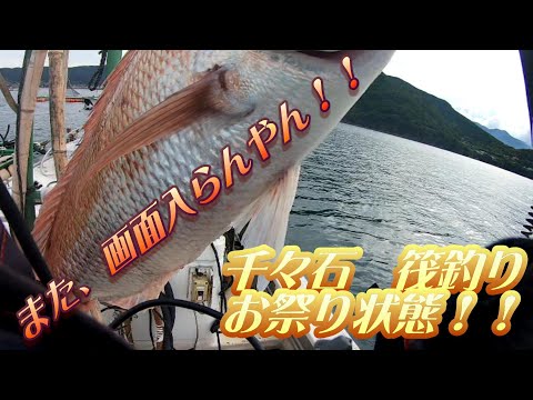 千々石イカダ釣り、絶好調！　またもや大物get！