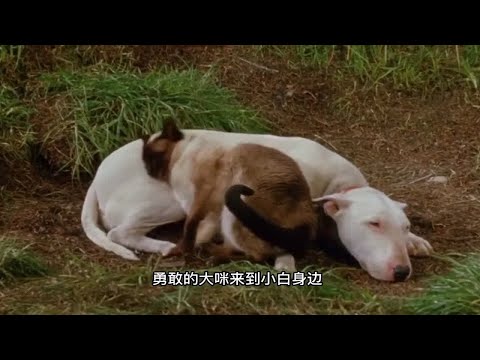 凶猛猫咪怒怼黑熊