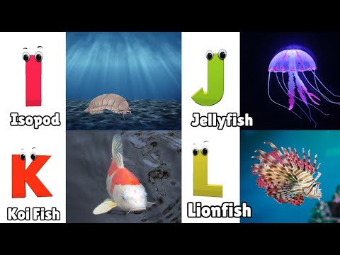 Sea Animals ABC Song | Alphabet Song for Kids | Phonics for Kids | Learn Alphabet Letters