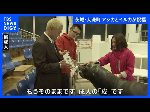 茨城県大洗町の水族館で「二十歳の集い」 アシカが書道パフォーマンスで若者をお祝い｜TBS NEWS DIG