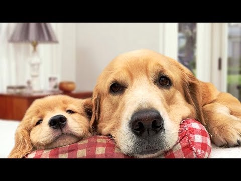 Mother Dog Protects Puppies Compilation