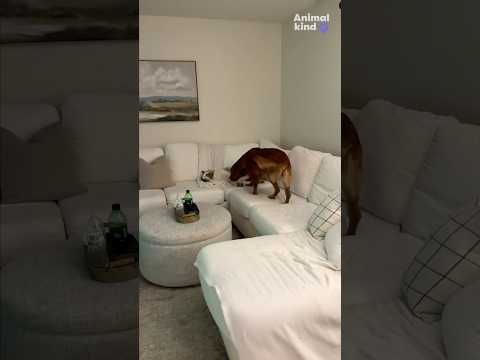 Thoughtful dog wakes up sibling who is deaf when owners get home | Humankind #shorts #goodnews