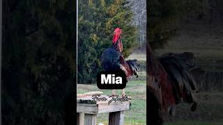 Mia!, Oh Mia!, Mia! #mia #mya #miah #miya #maya #mya #chickens #hens #roosters #michaelsalerno