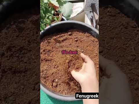 how to grow Fenugreek