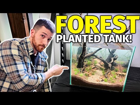 Making An Forest Style Planted Tank But It's ACTUALLY Affordable...